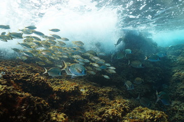 Fototapeta na wymiar School of fish (sea breams) with wave breaking on rock underwater in Mediterranean sea, French Riviera, France