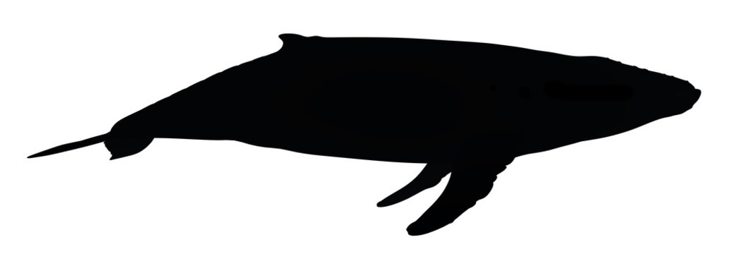 Silhouette eines Buckelwals