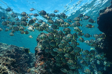 Fototapeta na wymiar School of fish, whitespotted surgeonfish, underwater in the Pacific ocean, French Polynesia, Oceania