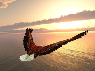 Obraz na płótnie Canvas Seeadler bei Sonnenuntergang