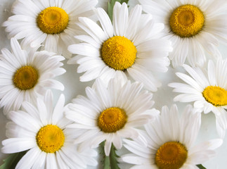 background of large and white Daisy flowers on a white background