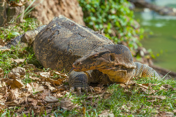 Striped monitor lizard (Varanus salvator) closeup on a sunny day. Thailand