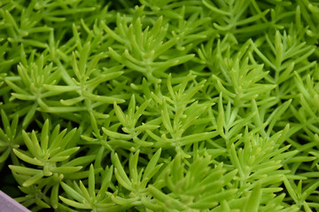 Purslane portulaca 