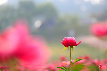 붉게 피어난 아름다운 모란꽃