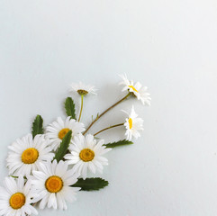 Obraz premium composition of daisies on a light background with a copy of the space