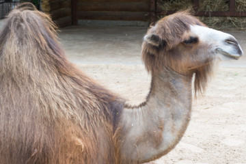 A two humped camel lying in an enclosure at the zoo