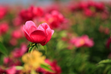 붉게 피어난 아름다운 모란꽃