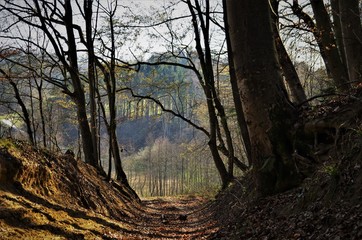 Waldweg