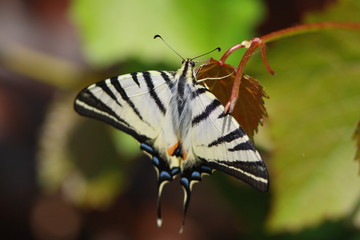 Butterfly mahaon on a grape leaf