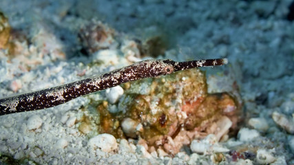 Longsnout pipefish (Syngnathus temminckii) closeup side view. Philippines