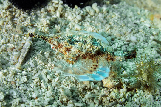 Sea Moth, up to 8 cm in size, usually hides on the sand and gravel bottom. The structure of the body imitates a broken shell and rubble.