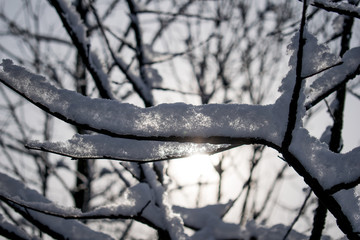 Trees in winter. Snow covered branches