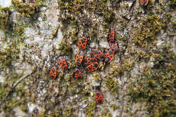 Group of red fire bugs isolated insects