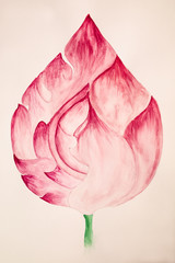 Watercolor hand writing of Pink Lotus as art color on white paper