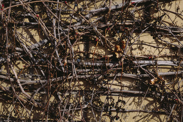 A brick fence overgrown with dried plants. External fence of the house. A brick wall with dry old branches.