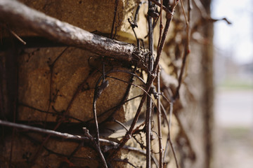 A brick fence overgrown with dried plants. External fence of the house. Closeup brick wall with dry old branches.