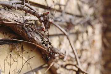 A brick fence overgrown with dried plants. External fence of the house. Closeup brick wall with dry old branches.