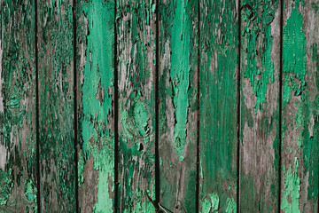 Obraz premium Closeup green rough wood old fence. Beauty green not flat background. 