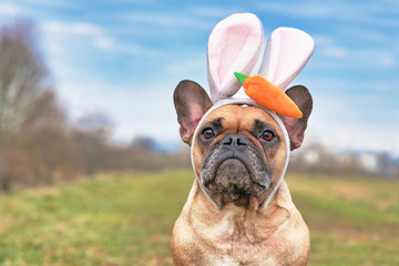 Cute French Bulldog dog dressed up as easter bunny wearing a headband with big rabbit ears and...