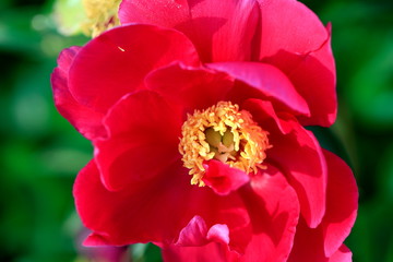 붉게 피어난 아름다운 모란꽃