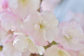 Naklejka na ściany i meble ふうんわり美しい、ほんのりピンクの桜の花