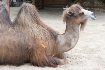  A two humped camel lying in an enclosure at the zoo