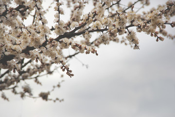 flowering apricot branch on a background of rainy sky,  white flowers with yellow stamens on a gray background