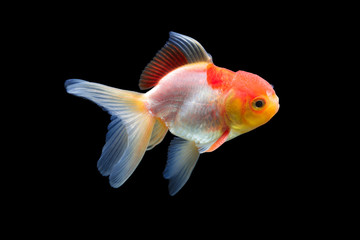 Goldfish isolated on black background. Goldenfish isolated on black background. Thailand.