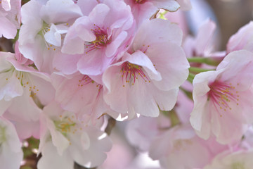 ふうんわり美しい、ほんのりピンクの桜の花