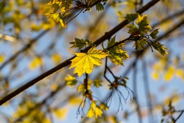 Fototapeta na wymiar Leaves of the green maple tree during sunset in nature. Slovakia