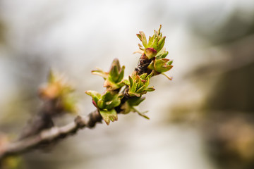 Young buds of plants cherries 