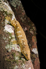 Neukaledonischer Riesengecko / New Caledonian giant gecko (Rhacodactylus leachianus), Île des Pins, Neukaledonien / New Caledonia 