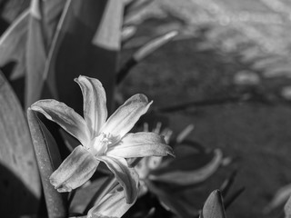 Blüte in schwarz weiß