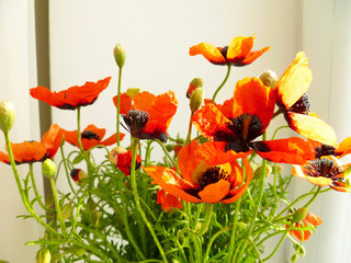 Red poppies flowers, buds and leaves on white background. Closeup of poppy flowers bouquet on a windshield, selective focus and blur effect. Soft floral design 