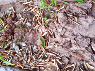 Dried up and rough soil texture filled with dried autumn leaves. Soil for farming.