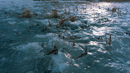 frozen grass in turquoise ice on the lake pond