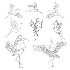 Silhouette or shadow black ink icons of crane birds or herons flying and standing set. Group of storks outline template or creative background vector illustration isolated on white.