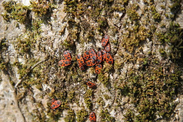 Group of red fire bugs isolated insects