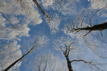 Zimowe drzewa na tle nieba