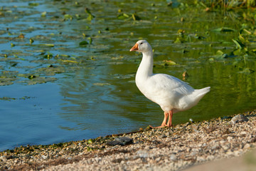 Naklejka na ściany i meble White swan flock on sea beach. White swans. White swan flock view. White swan flock scene