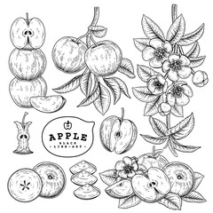 Vector Sketch Apple decorative set. Hand Drawn Botanical Illustrations. Black and white with line art isolated on white backgrounds. Fruits drawings. Retro style elements.