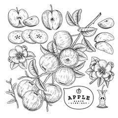 Vector Sketch Apple decorative set. Hand Drawn Botanical Illustrations. Black and white with line art isolated on white backgrounds. Fruits drawings. Retro style elements.