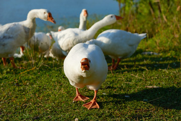 White swan flock on sea beach. White swans. White swan flock view. White swan flock scene