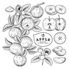 Vector Sketch Apple decorative set. Hand Drawn Botanical Illustrations. Black and white with line art isolated on white backgrounds. Fruits drawings. Retro style elements.