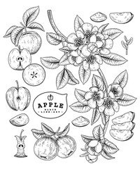 Vector Sketch Apple decorative set. Hand Drawn Botanical Illustrations. Black and white with line art isolated on white backgrounds. Fruits drawings. Retro style elements.