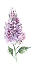 LIlac Flowers. Watercolor Illustration.