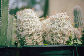 A closeup view of a potted hairy cactus plant.