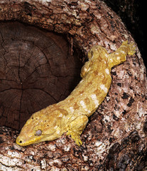 New Caledonian giant gecko / Neukaledonischer Riesengecko (Rhacodactylus leachianus), Île des Pins, New Caledonia / Neukaledonien - obrazy, fototapety, plakaty