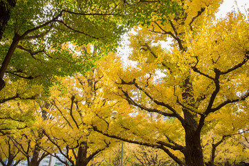 Autumn yellow ginkgo leaves trees at Icho Namiki Avenue Tokyo Japan.