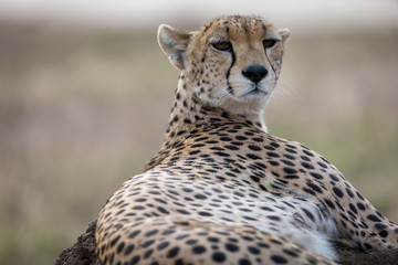 Gepard © Oliver